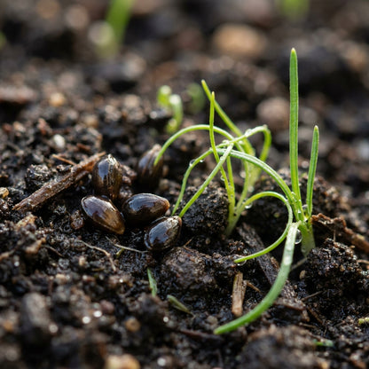 Romulea Zahnii Flower Seeds for Garden Planting