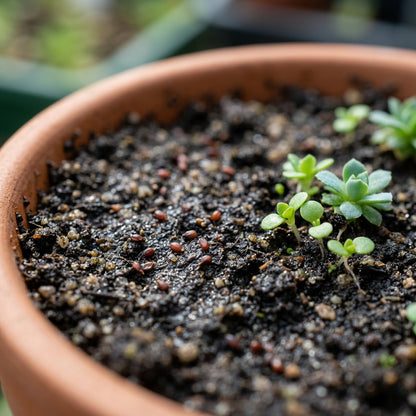 Saxifraga Sempervivum Flower Seeds for Garden Planting