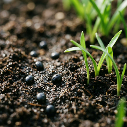 Scilla Bithynica Flower Seeds
