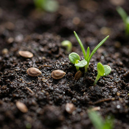 Ranunculus Gramineus Seeds