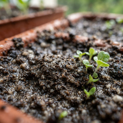 Sedum Emperor's Wave Telephium Hyb Seeds for Garden Planting