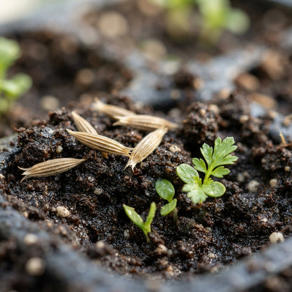 Scabiosa Columbaria Ochroleuca Seeds for Garden Planting