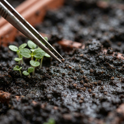 Mimulus Cardinalis Seeds for Garden Planting