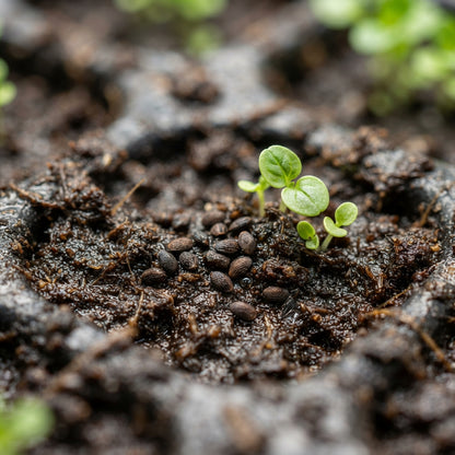 Scutellaria Altissima Seeds for Garden Planting