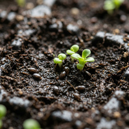 Mixed Lewisia Flower Seeds for Rock Gardens and Containers