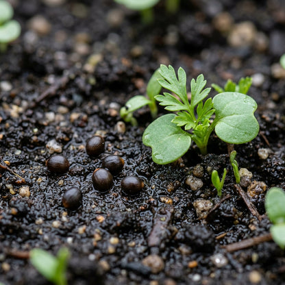 Eranthis Hyemalis Buttercup-Like Flowers Seeds for Garden Planting