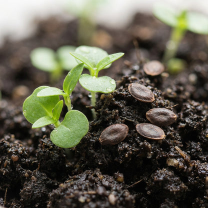 Ruellia Humilis Seeds for Garden Planting