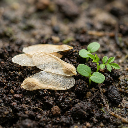 Podranea Ricasoliana Seeds for Garden Planting