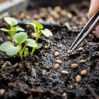 Viola Pansy Arkwright Ruby Seeds for Garden Planting