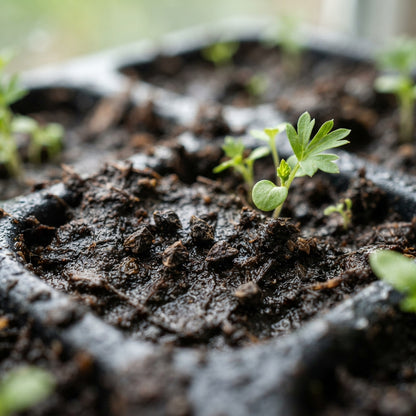 Delphinium pylzowii Flower Seeds for Planting