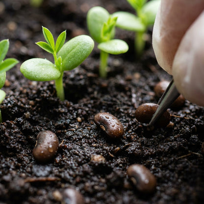 Thermopsis lanceolata Flower Seeds for Planting