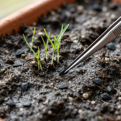 Allium giganteum 'Bella' Flower Seeds for Planting