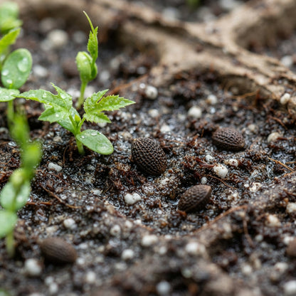 Passiflora coactilis Seeds for Planting
