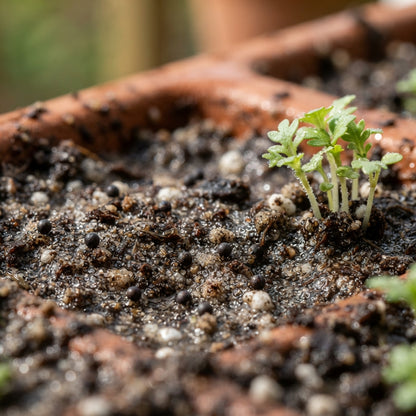Nemophila Five Spot Wildflower Seeds for Planting