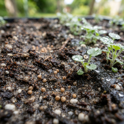 Dichondra repens Silver Falls Seeds for Planting