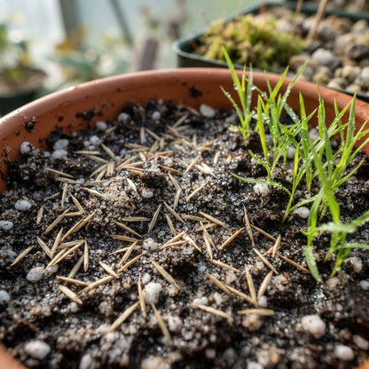 Briza Maxima Quaking Grass Seeds for Planting