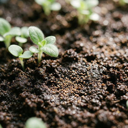 Gold Pocketbook Flower Seeds for Planting