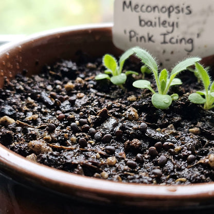 Meconopsis baileyi 'Pink Icing' Flower Seeds for Planting