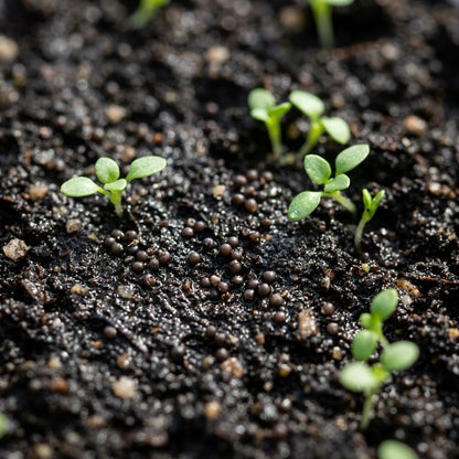 White Alyssum 'Snow' Seeds for Planting
