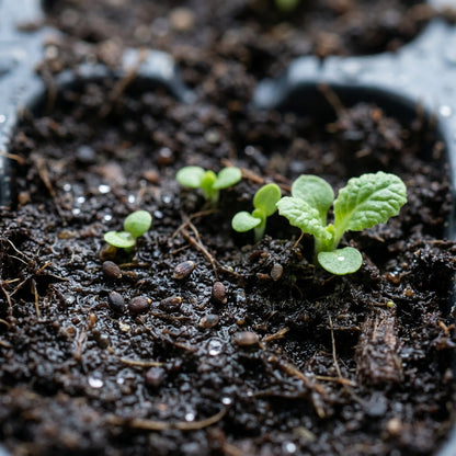 Primula Acaulis Light Blue Seeds for Garden Planting
