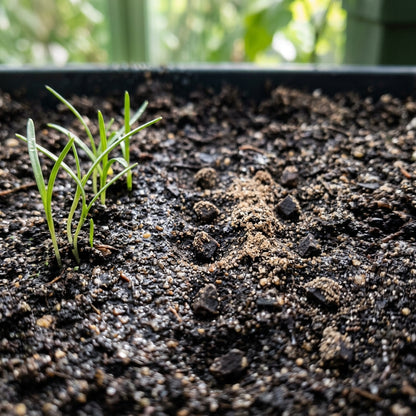 Wurmbea Stricta Seeds for Garden Planting