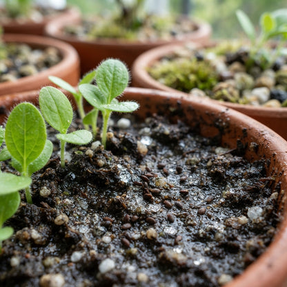 Meconopsis Aculeata Himalayan Blue Poppy Seeds for Planting