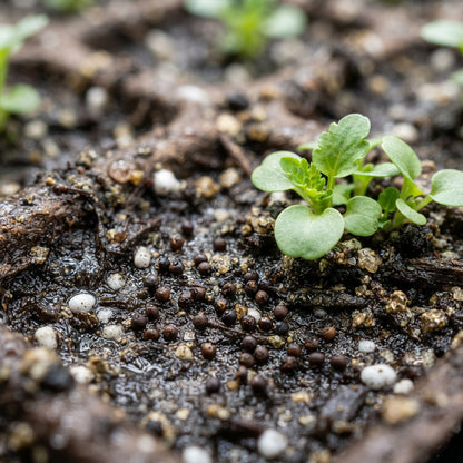 Viola Back to Black Flower Seeds for Planting