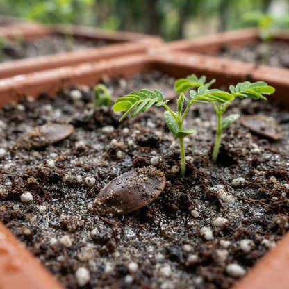 Caesalpinia pulcherrima Seeds for Planting