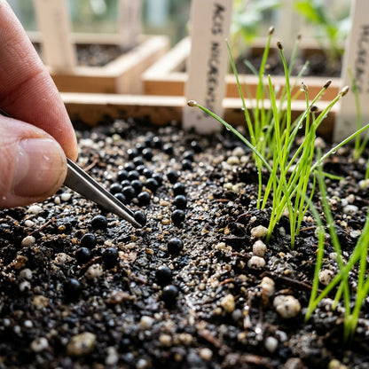 Acis nicaeensis Flower Seeds for Planting