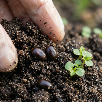 Japanese Raisin Tree Seeds - Hovenia Dulcis Tree Seeds for Garden