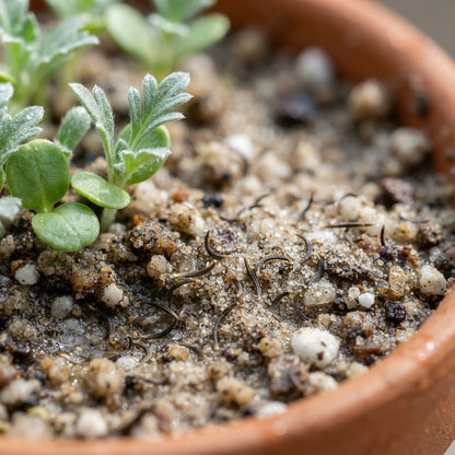 Desert Marigold (Baileya multiradiata) Seeds