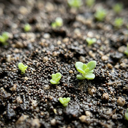 Sedum (Stonecrop) Seeds for Planting