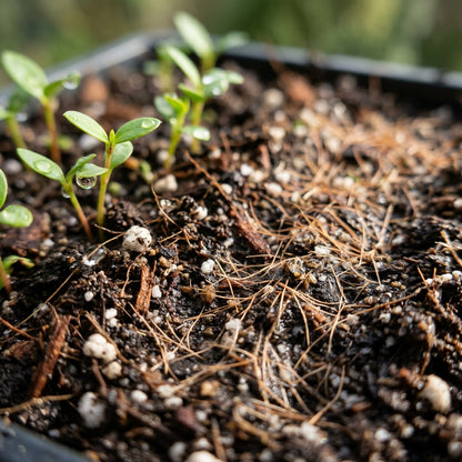 Pohutukawa (New Zealand Christmas Tree) Seeds for Planting