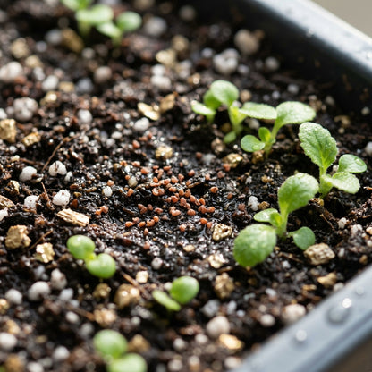 Streptocarpus Flower Seeds for Planting
