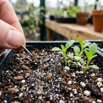 Mixed Osteospermum Flower Seeds for Planting