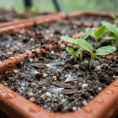 Telosma cordata Seeds for Planting