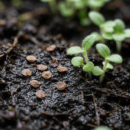Ruellia Ciliata Flower Seeds For Planting
