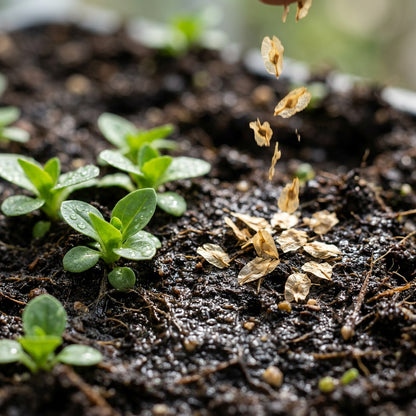 Gentiana Lutea Flower Seeds