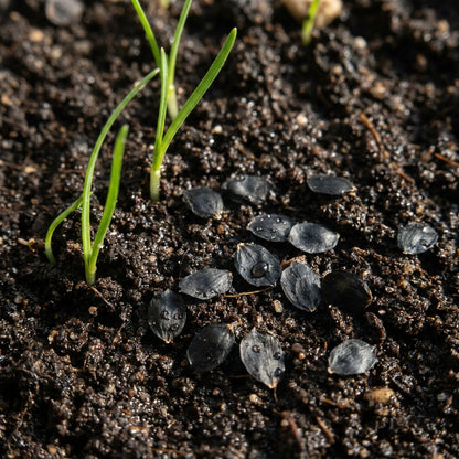 Habranthus Robustus Seeds for Garden Planting