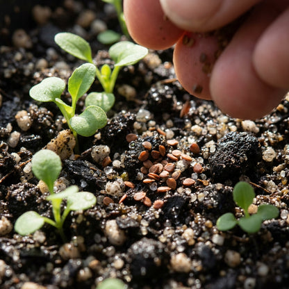 Arabis Koehleri Flower Seeds for Garden Planting