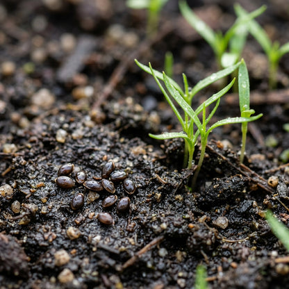 Luzula Nivea Flower Seeds For Planting