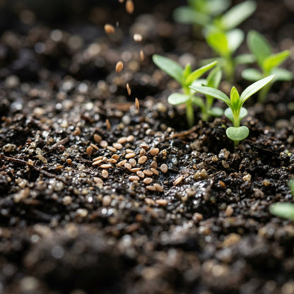 Gentiana Purpurea Flower Seeds For Planting
