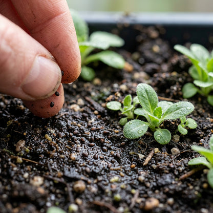 Primula Poissonii Flower Seeds For Planting
