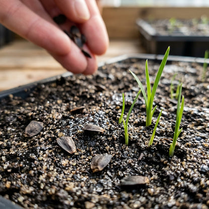 Diplarrhena Moraea Flower Seeds For Planting