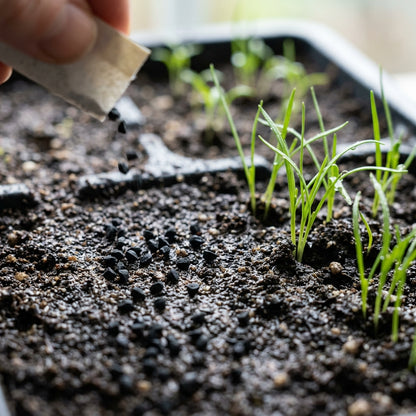 Allium Cernuum Flower Seeds For Planting