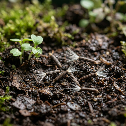 Cacaliopsis Nardosmia Glabrata Flower Seeds For Planting