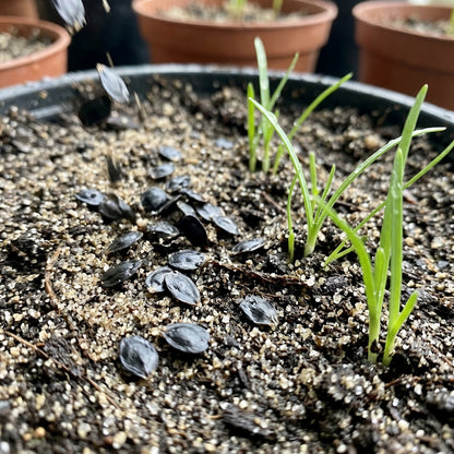 Habranthus Tubispathus Rain Lily Flower Seeds For Planting