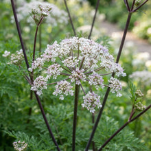 Selinum Wallichianum Seeds - Perennial Flower Seeds for Garden