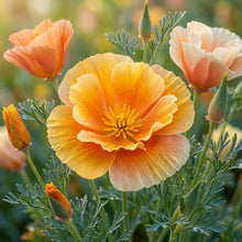 Semi California Flower Seeds For Planting