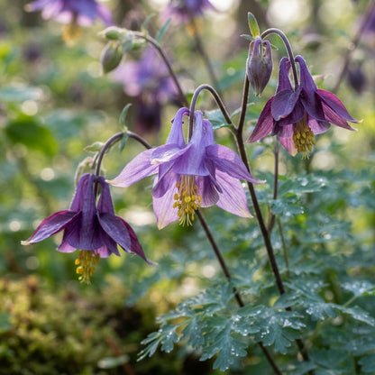 Semiaquilegia Ecalcarata Seeds for Garden Planting